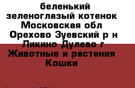 беленький зеленоглазый котенок - Московская обл., Орехово-Зуевский р-н, Ликино-Дулево г. Животные и растения » Кошки   